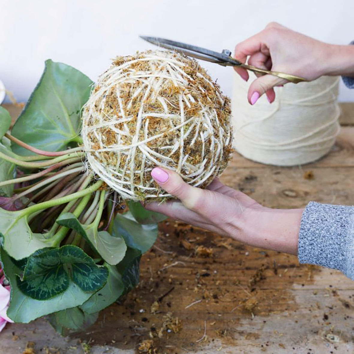 Japanese Moss Ball, Kokedama