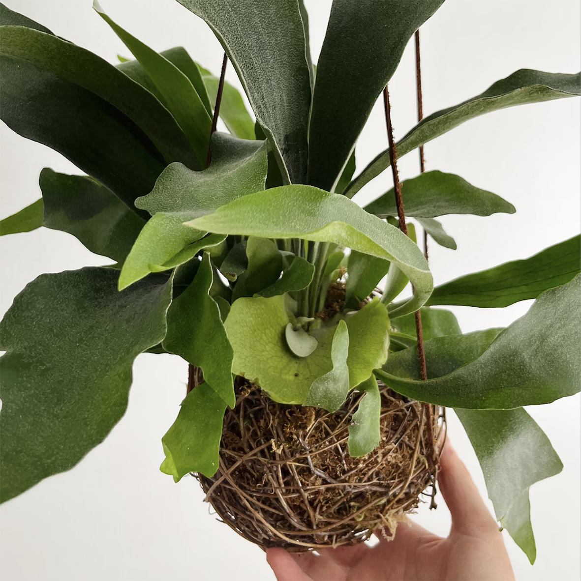Japanese Moss Ball, Kokedama
