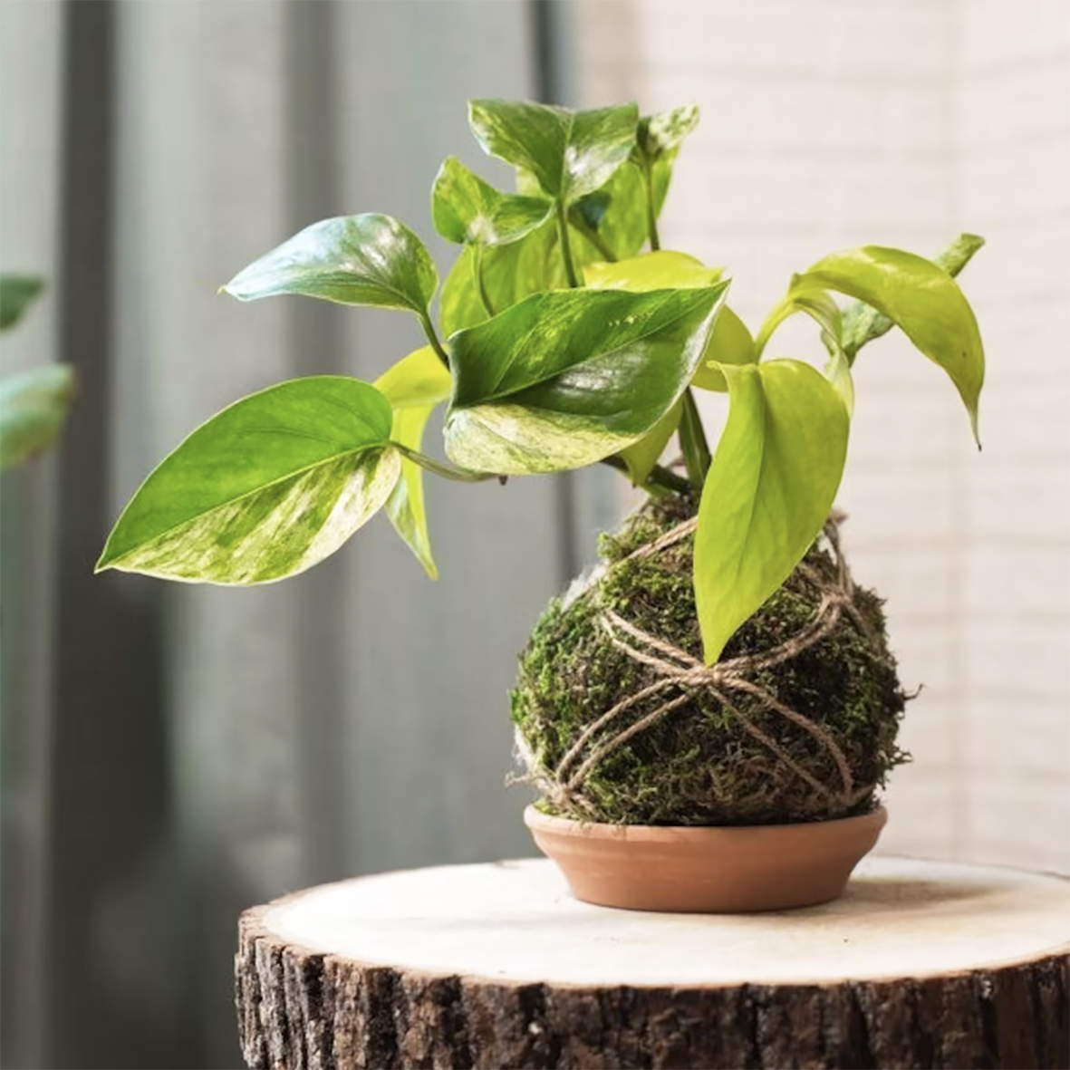 Japanese Moss Ball, Kokedama