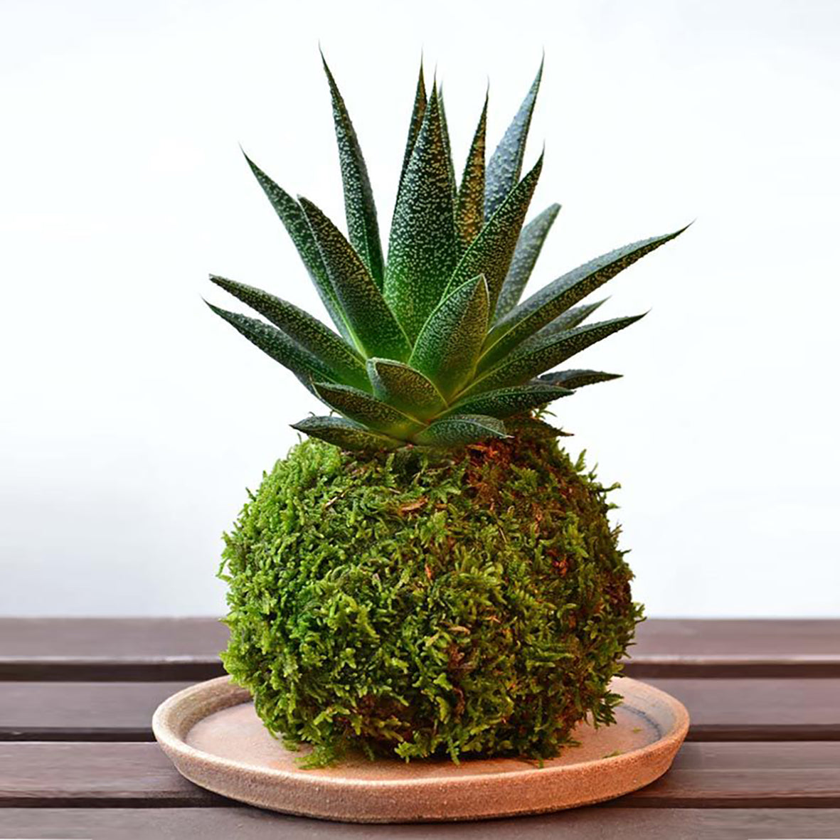 Japanese Moss Ball, Kokedama