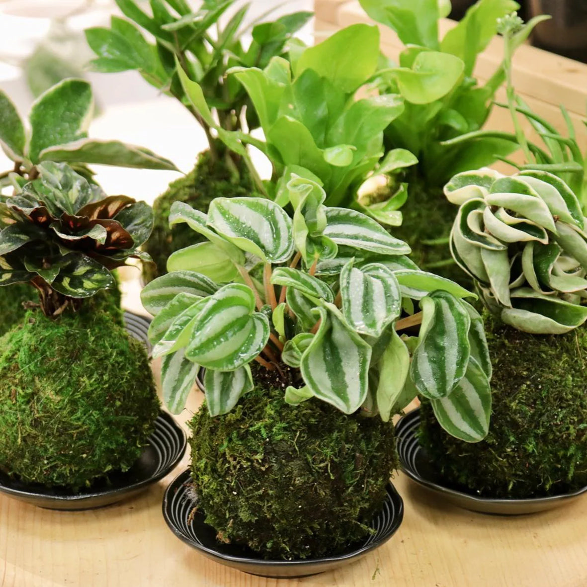Japanese Moss Ball, Kokedama